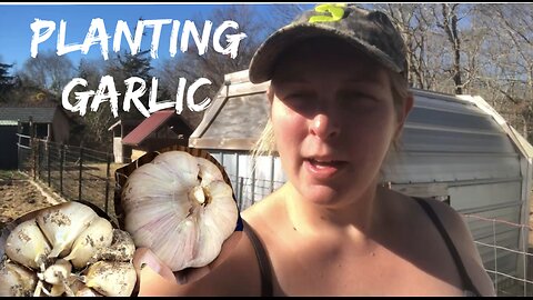 Planting Garlic in Connecticut Fall 2024 VLOG#038