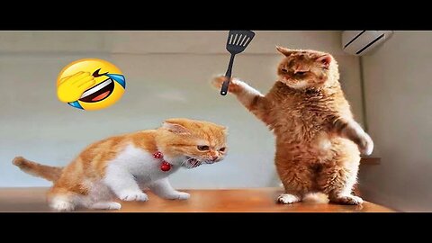 Funniest Animals 2024 😂 New Funny Cats and Dogs Videos 😻🐶 Part 1