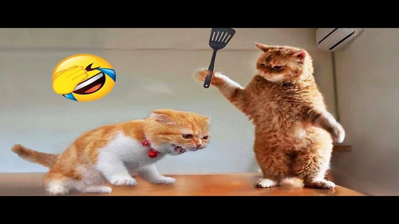 Funniest Animals 2024 😂 New Funny Cats and Dogs Videos 😻🐶 Part 1