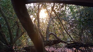 07 dawn hours abed , stealth camping,#hammock