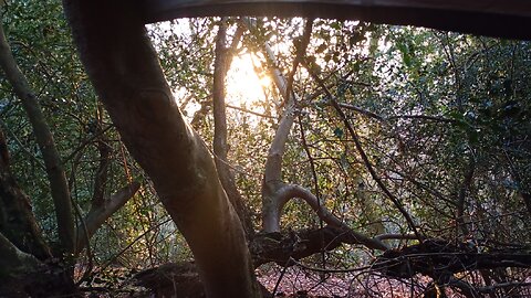 07 dawn hours abed , stealth camping,#hammock
