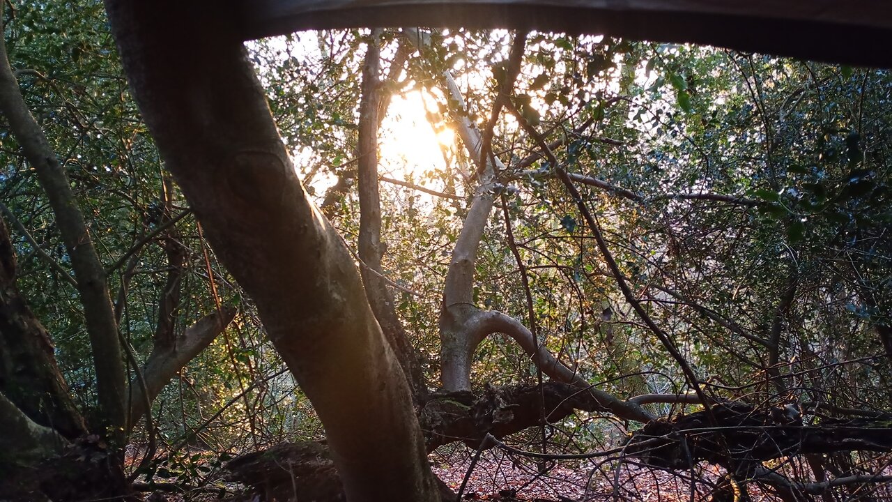 07 dawn hours abed , stealth camping,#hammock