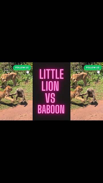 Rare Hunting Lesson of a Little Lion, Bravely Fighting a Male Baboon #animals #wildlife #hunting