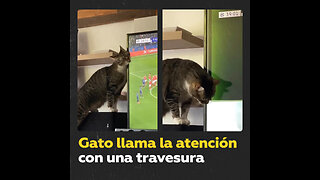 Gato travieso daña pantalla de televisor