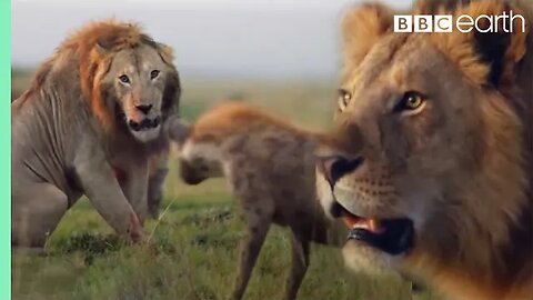 Win or Die (Full Episode) | Savage Kingdom | Nature Animal Documentary
