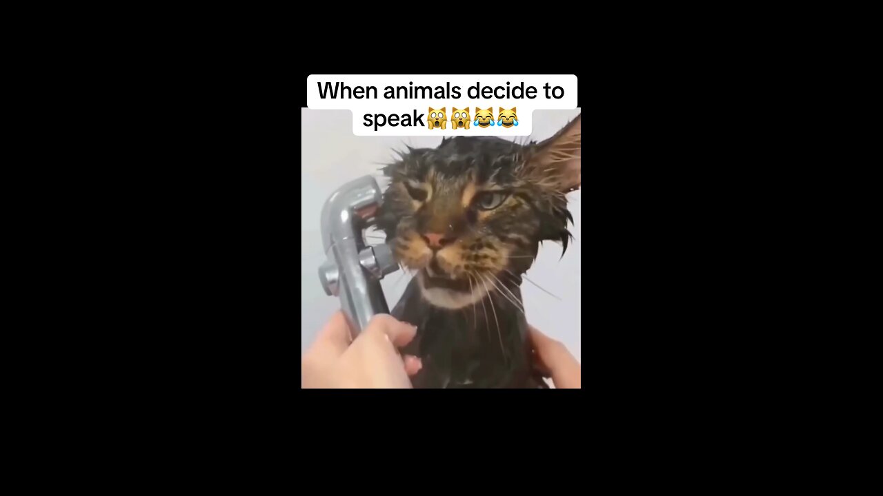 When animals decide to SPEAK!!🙀🙀