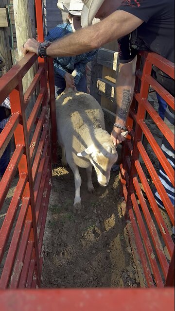Mutton bustin’ preps kids for rodeo bulls