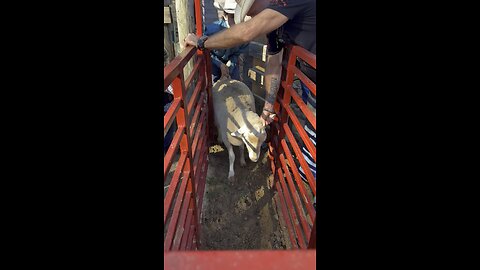 Mutton bustin’ preps kids for rodeo bulls