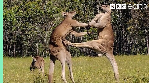 Kangaroo Boxing Fight