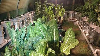 Rats In The Silverbeet