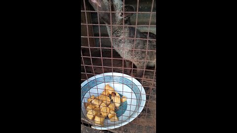 civet from Indonesia