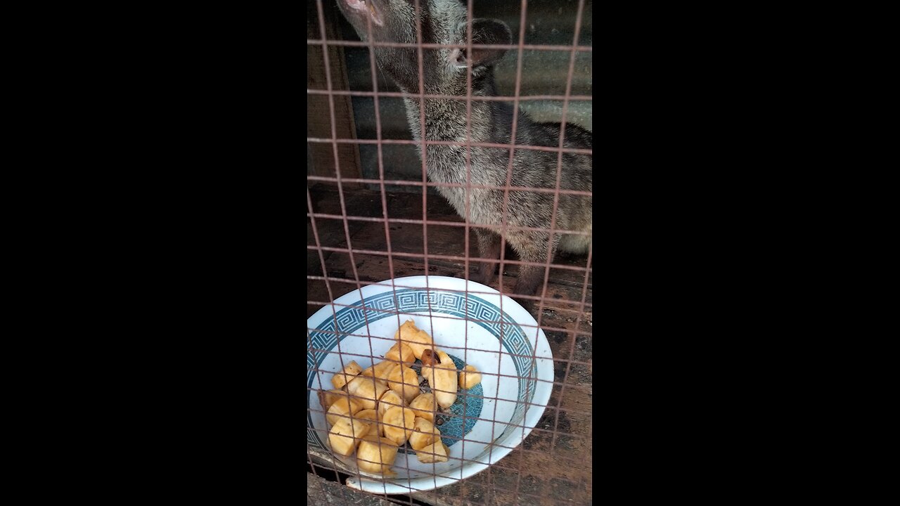 civet from Indonesia
