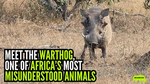 Meet One of Africa’s Most Misunderstood Animals 🐗 #animallovers