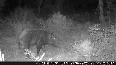 A Lone Monster Wild Boar Roaming the Valley at Night | Rare Wildlife Footage