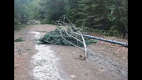 Bigfoot Evidence - top of a white fir jammed into middle of forest road