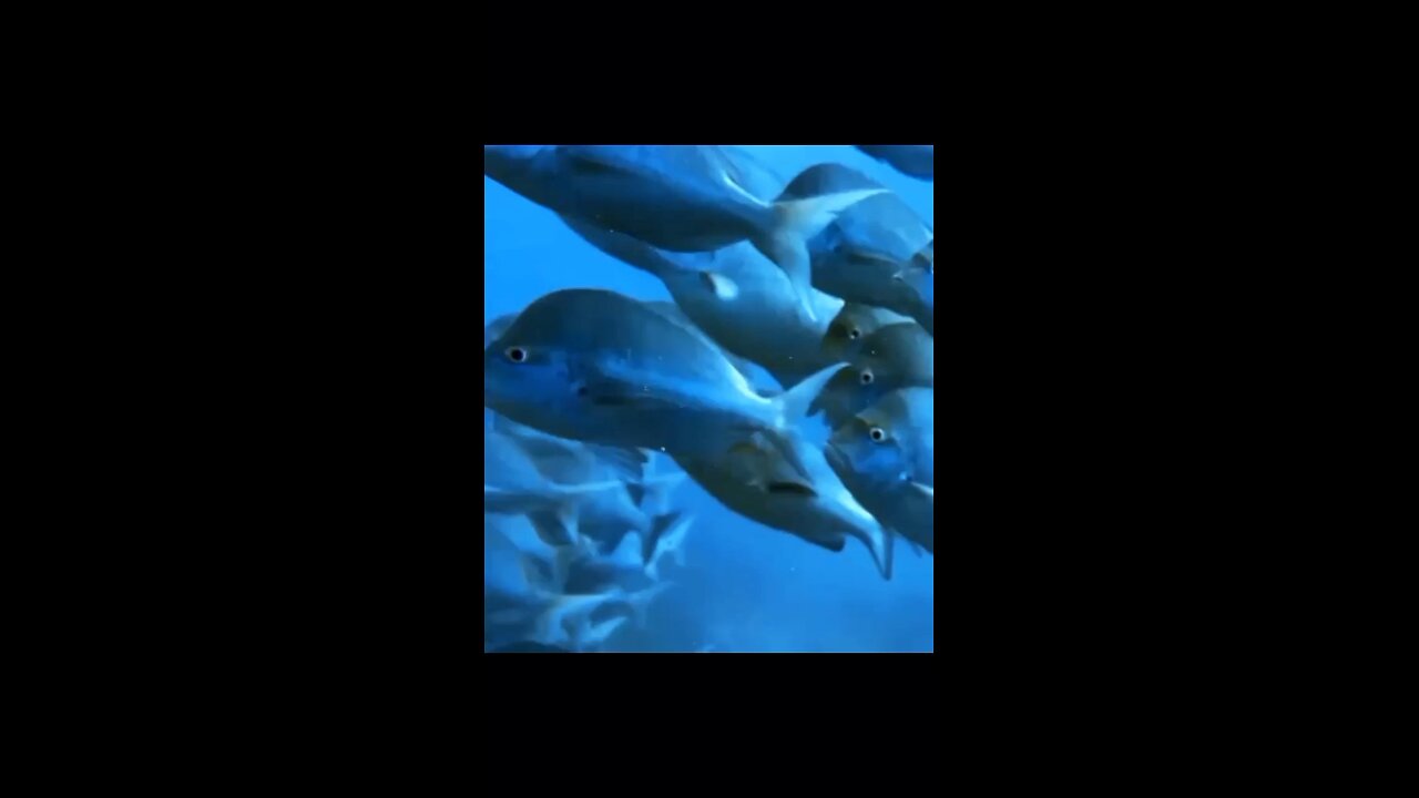 welcome to our Paradise!! 🤿