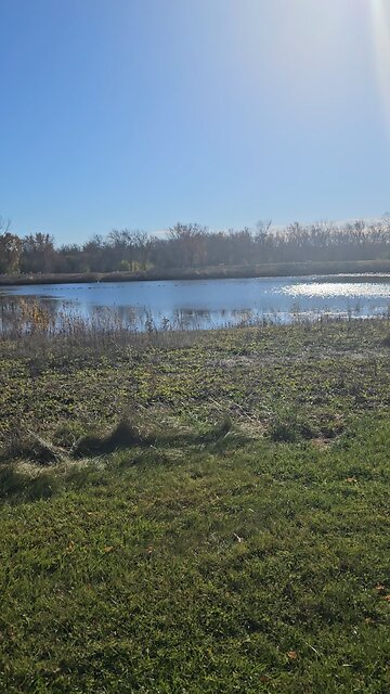 Goose Parade on River Bend Pond