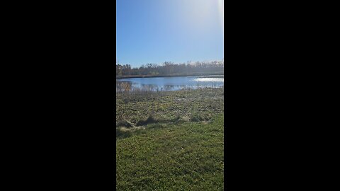 Goose Parade on River Bend Pond