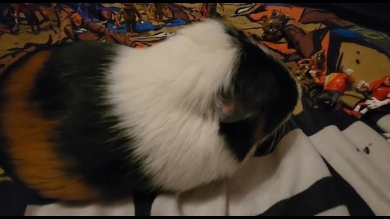 Ollie's Christmas party.