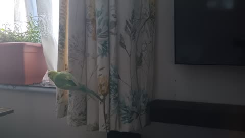 Smudge's Search, Part 538...