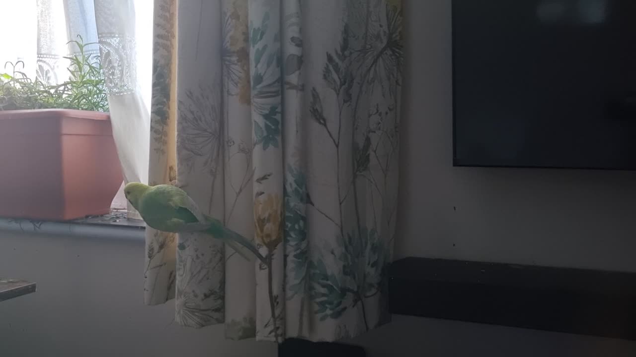 Smudge's Search, Part 538...