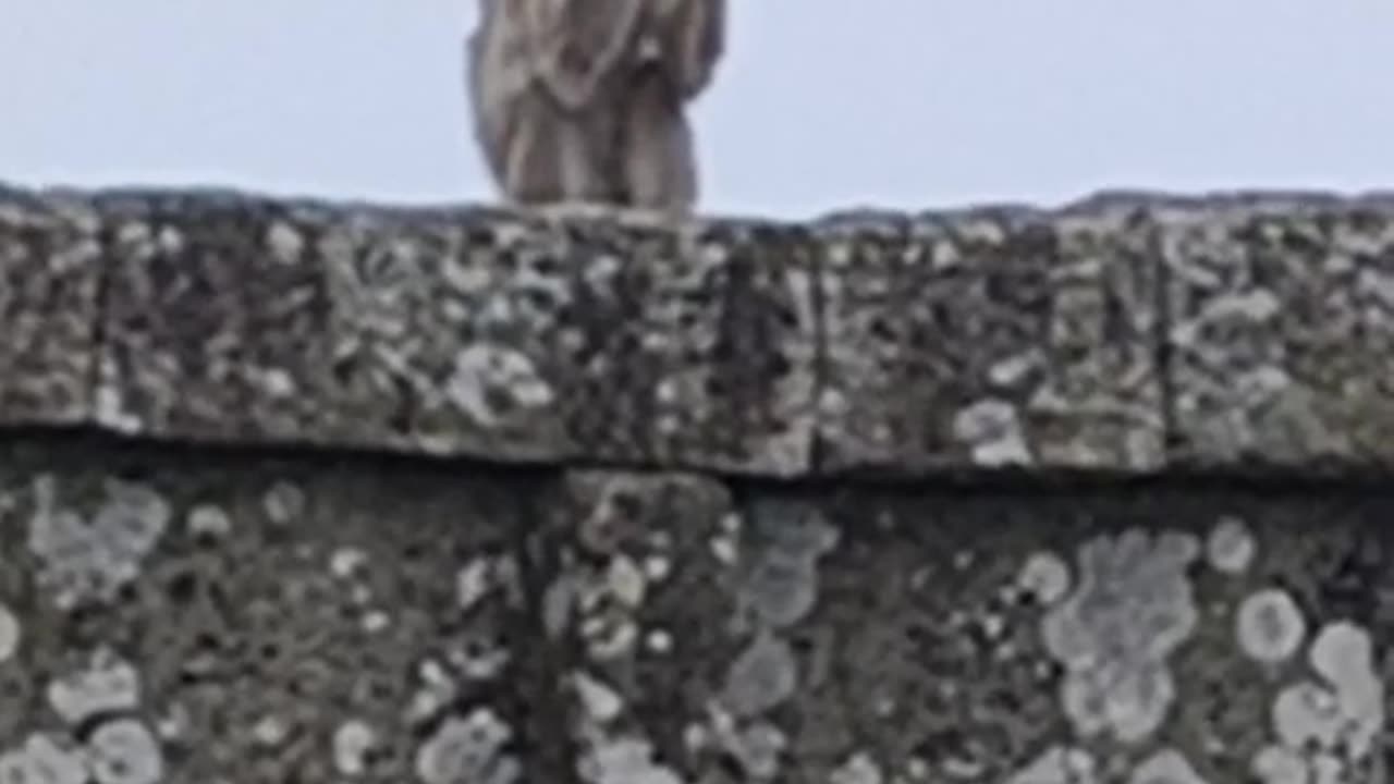 Lol Monkey is Drinking water 💦