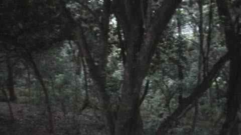 The Ancient Guardian: Kodaikanal's 500-Year-Old Tree | A Living Legend