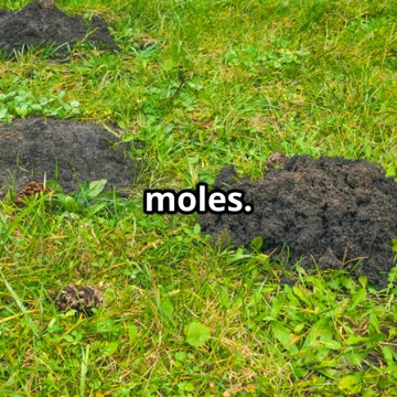 Are Moles Secretly Saving Your Yard? TikTok Garden Truths