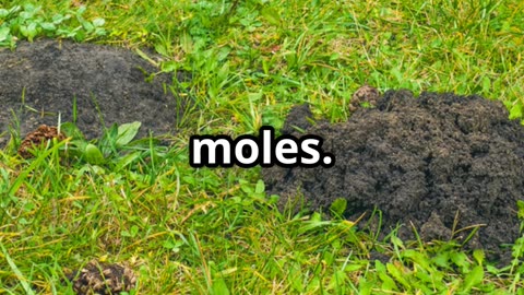 Are Moles Secretly Saving Your Yard? TikTok Garden Truths