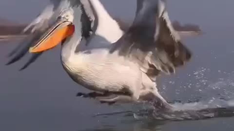 The Dalmatian Pelican is a large migratory bird popularly known as the "baba".