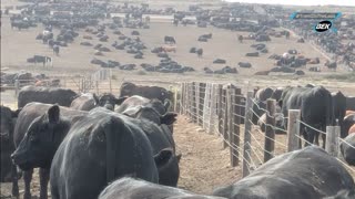 Trent Loos in the Morning - 1/21/2026