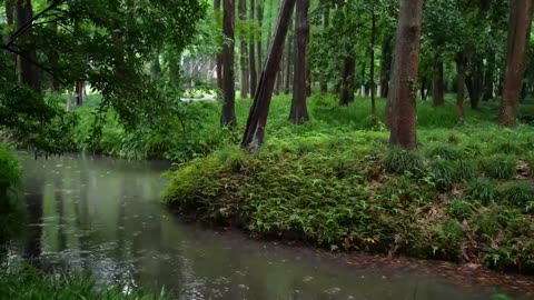 The beautiful forest is raining