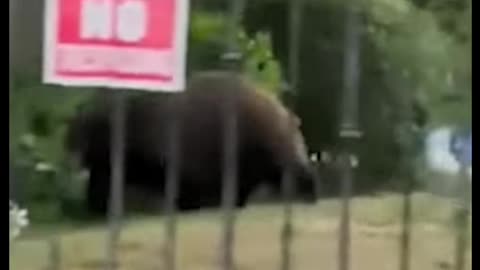 Bear Moves into California Homeowner's House