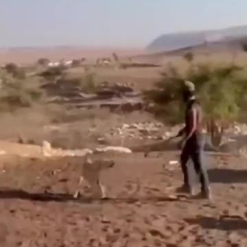 Israelis torture dogs