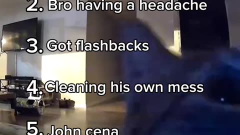 Ranking cats funny moments
