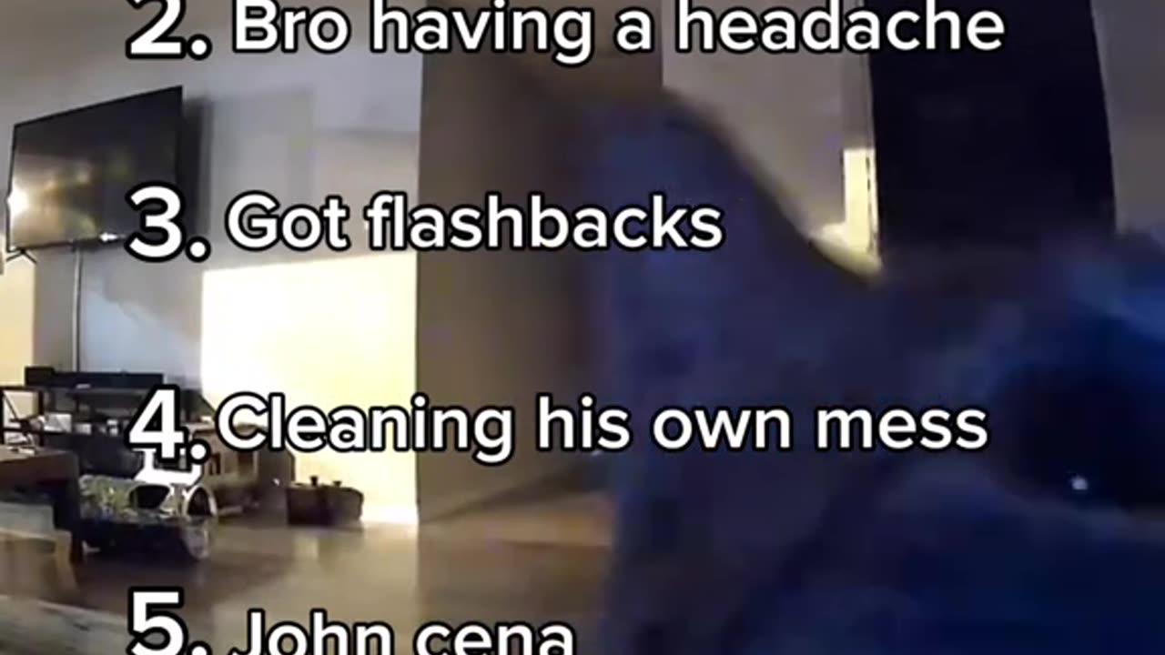 Ranking cats funny moments