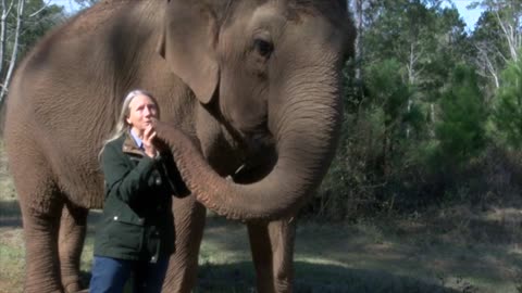 Terra The Elephant celebrates her 51st birthday with Elephant Aid International