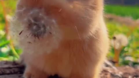 "A Day in the Life of a Cute Bunny"