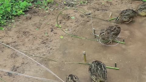 Best Creative Quail Trap Technique #birds #shortvideo #techniqueuniquetrap
