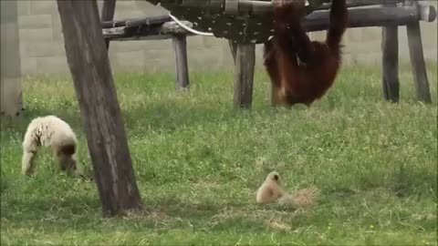 Cute Gibbons Playing & Climbing