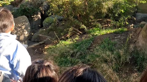 Meerkats at the San Diego Zoo, making the kids so happy