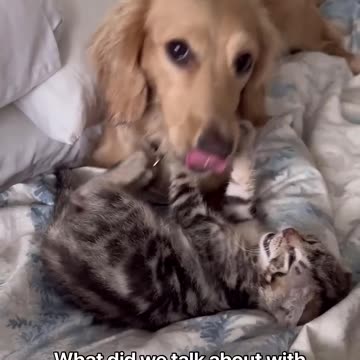 #78 Funniest Cats And Dogs videos 😂🤣🤣 #movie #laughing #silly #cute