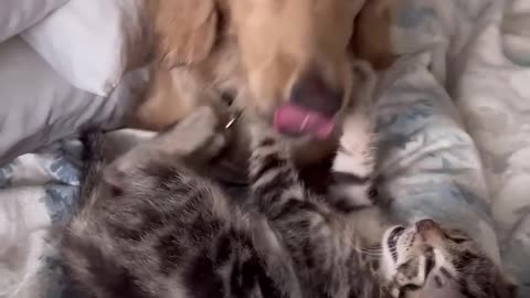 #78 Funniest Cats And Dogs videos 😂🤣🤣 #movie #laughing #silly #cute