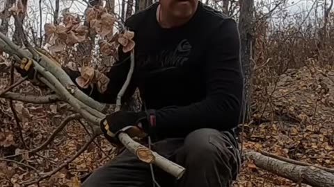 Clean Firewood & Brush_ Simple Safety for Your Cabin #livingoffgrid #offgrid #homesteading