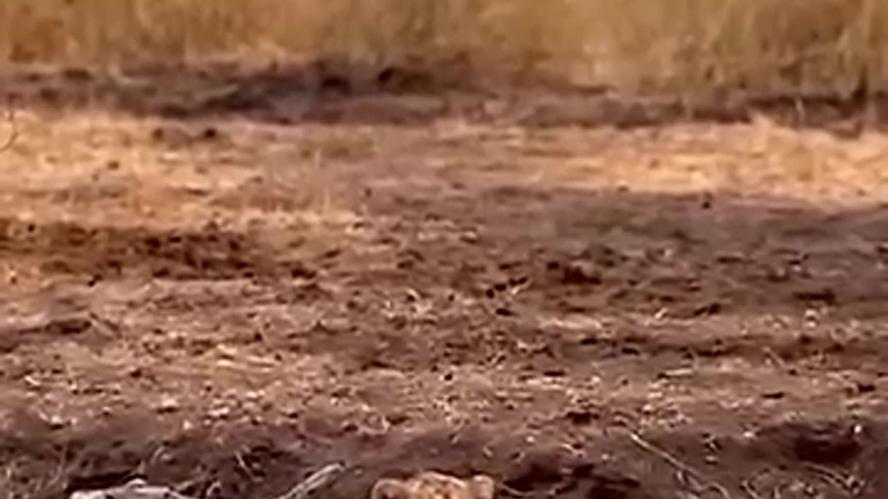 animals