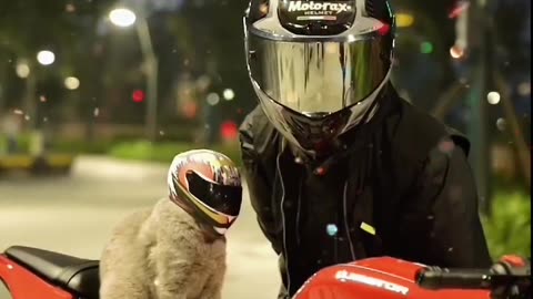 Furry Rider Alert: Cat with a Helmet on the Move 🐾🎥
