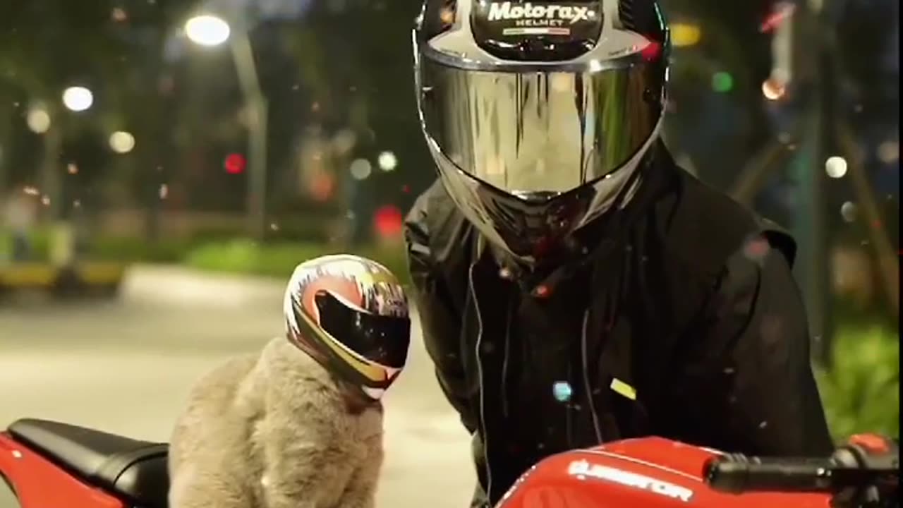 Furry Rider Alert: Cat with a Helmet on the Move 🐾🎥