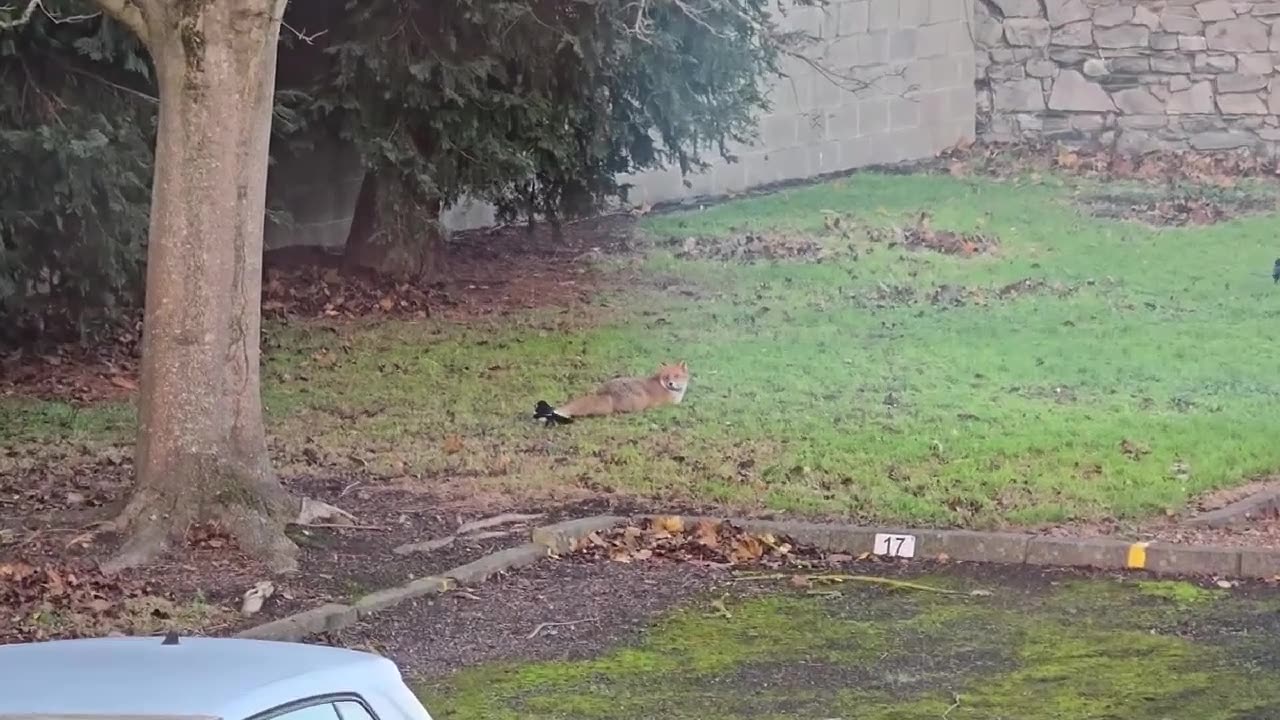Bird Vs Fox