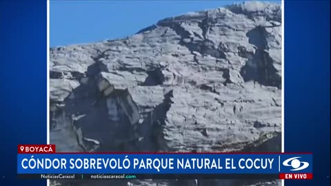Cóndor andino fue avistado en Parque Nacional Natural El Cocuy
