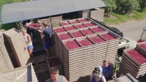 Modern-Agriculture-Machines-on-Another-Level-Farmers-Reap-Millions_360p